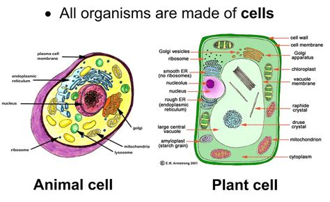 drawing of living things|Cell .